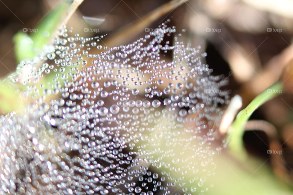 pearls of water. fresh
 droplets of water on a spider web