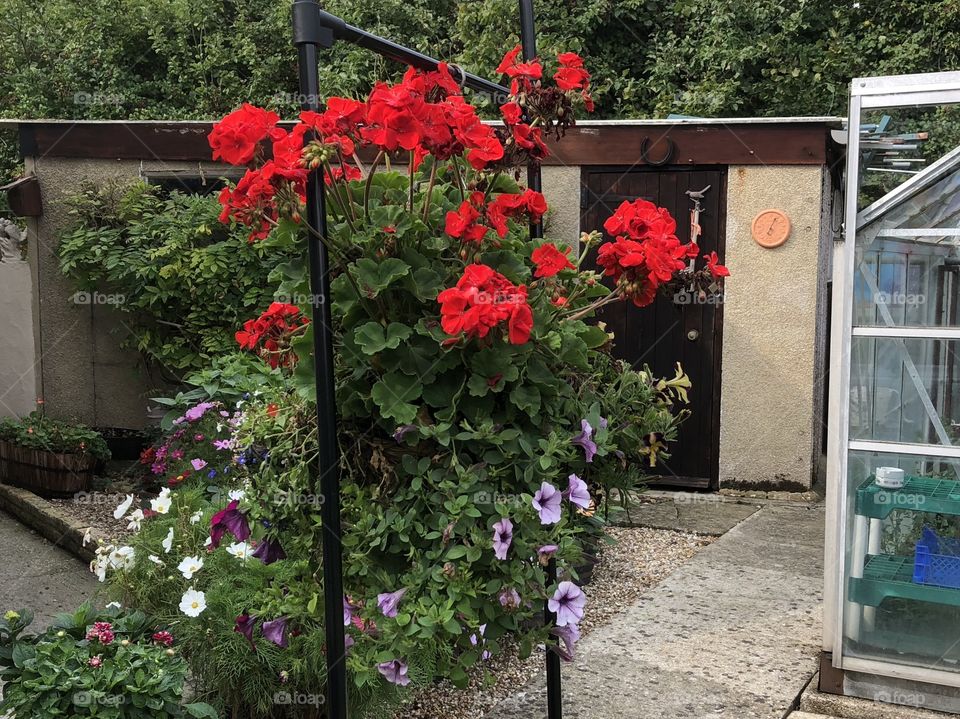 Hanging baskets 