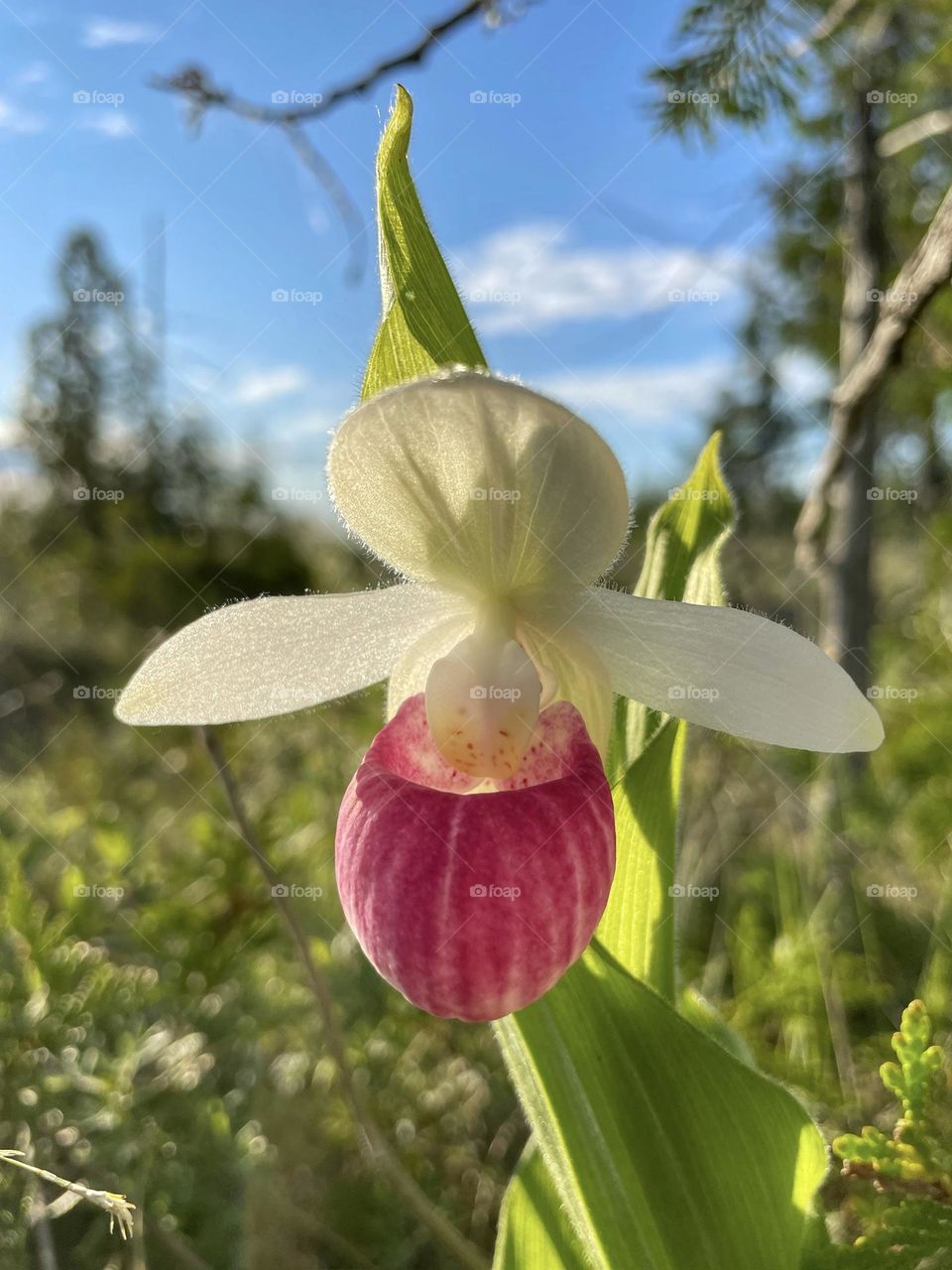 Wildflowers 