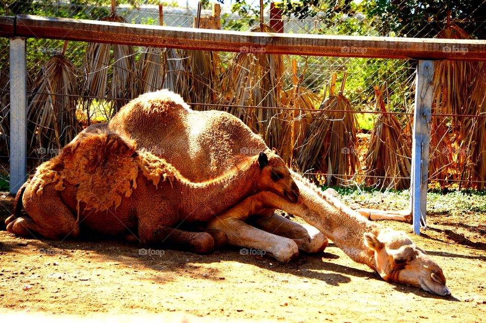 Gives me the hump . Taken at Paphos zoo Cyprus 
