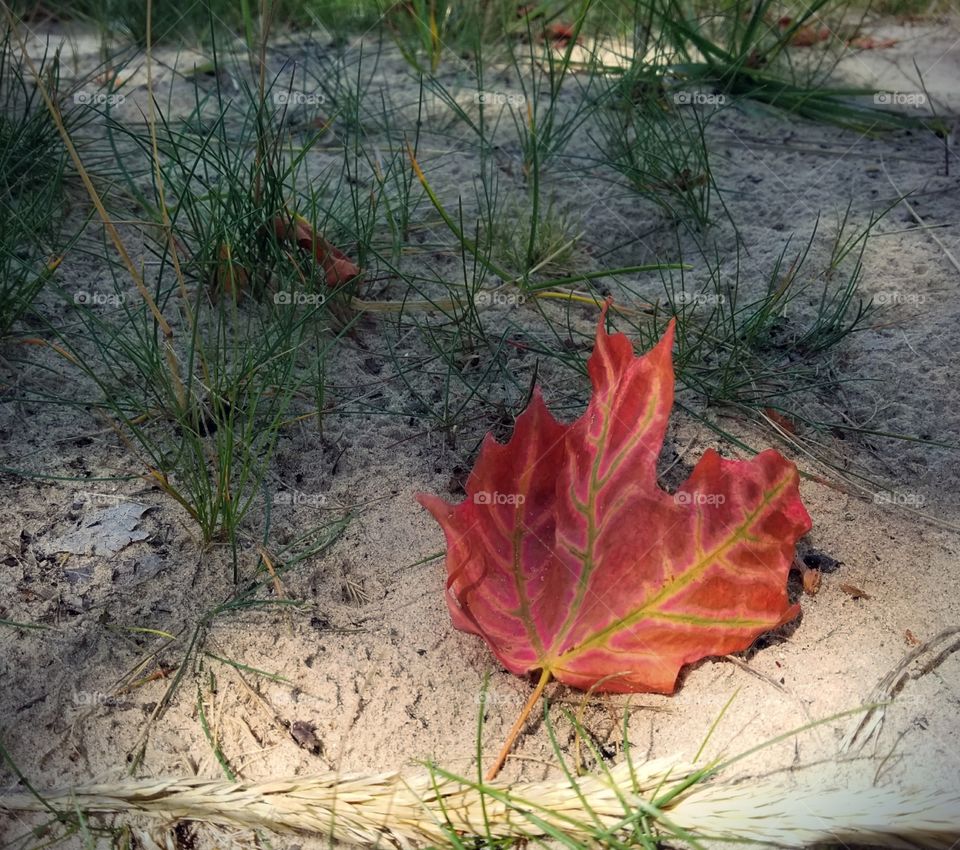 Beautiful unique leaf.