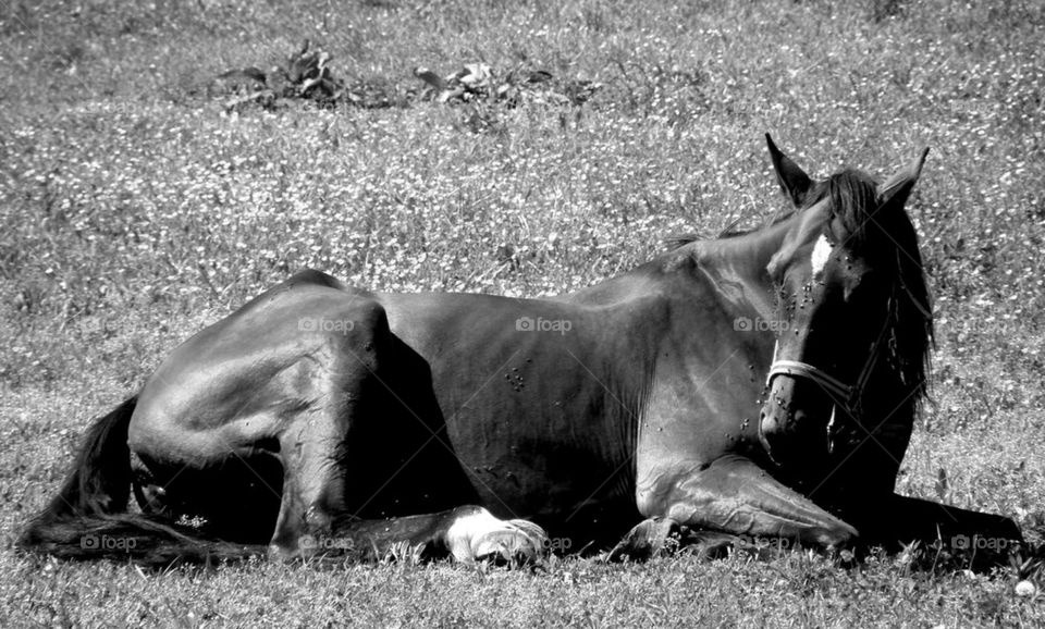tired horse
