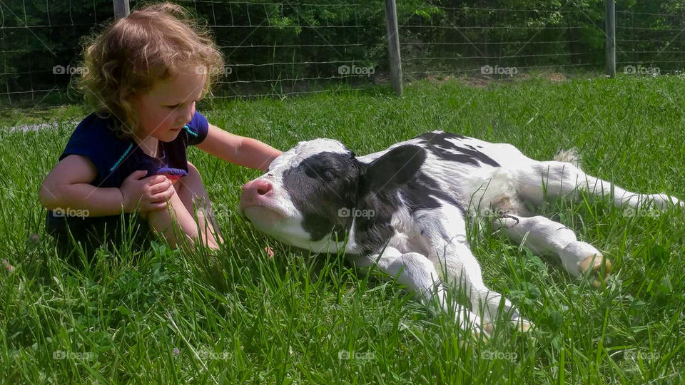 A Young girl pets a baby cow while sitting in a field of grass on a summer day.