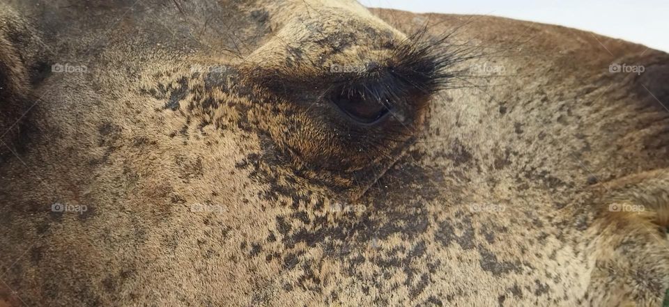 camel's eye at essaouira city in Morocco.