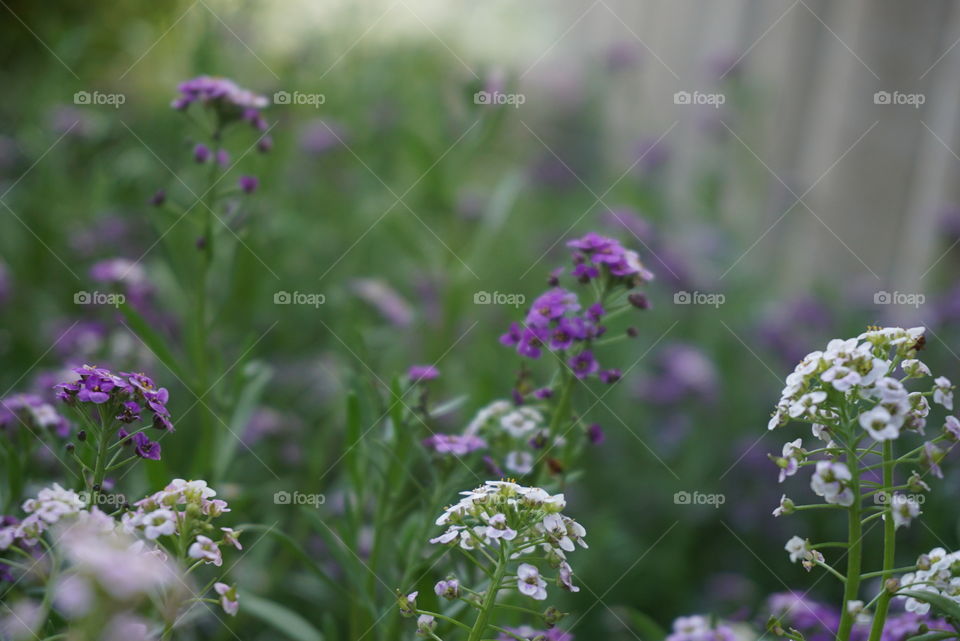 Alyssum flowers