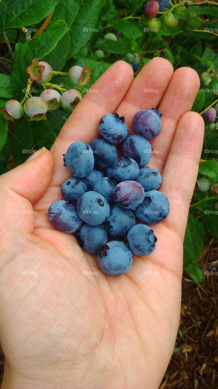 Blueberry picking!