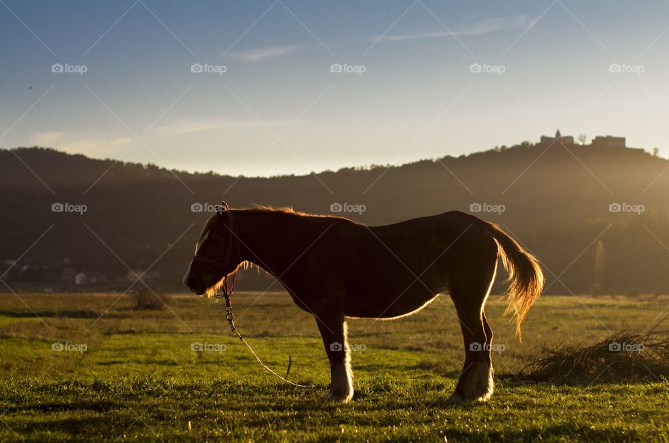 Horse in the meadow