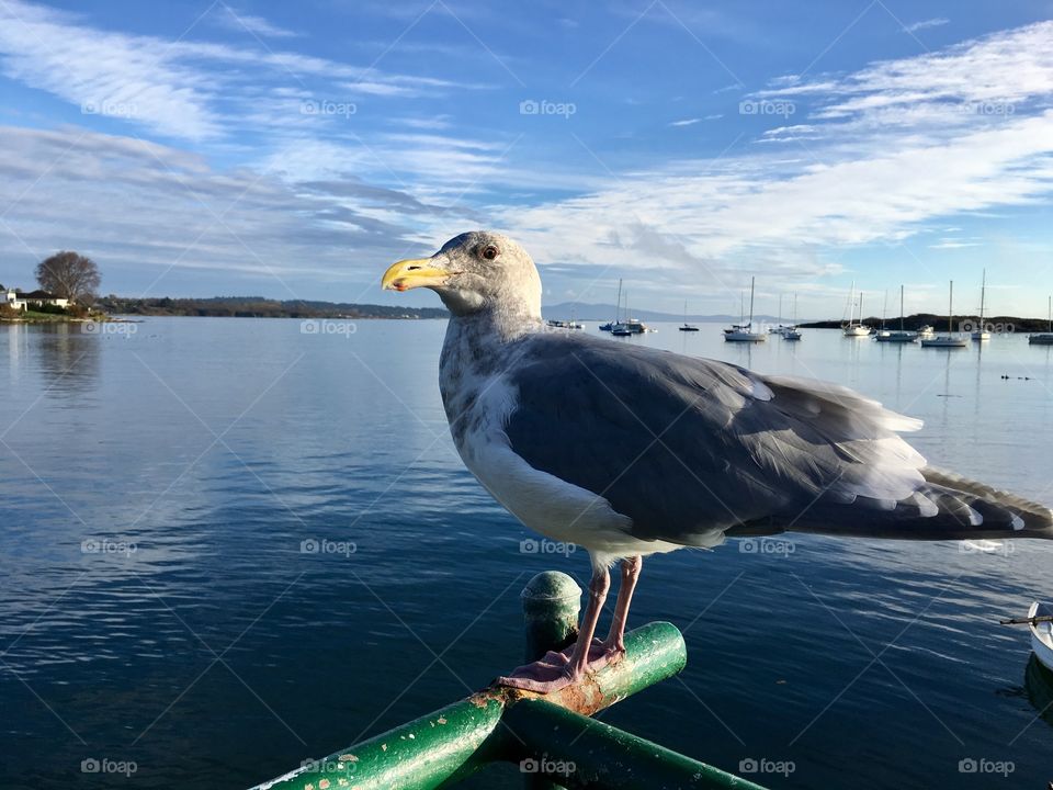 Seagull