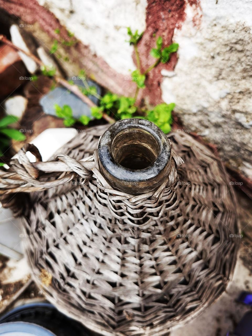 Hole of an old branches pitcher
