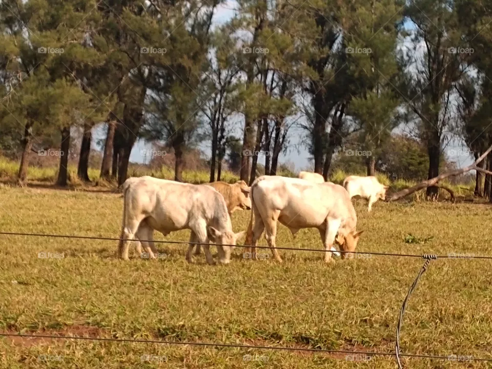 vacas