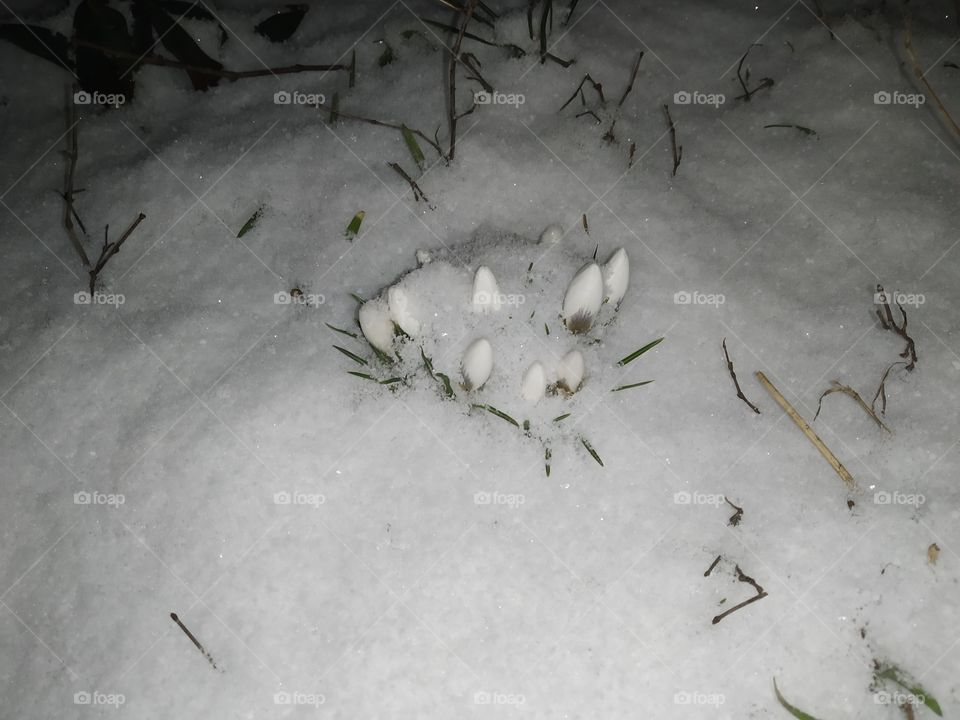 White flowers in the snow
