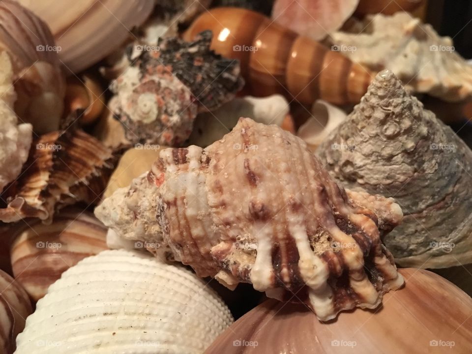 Seashell collection