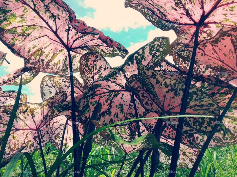 Cor de rosa sarapintado sobre o céu azul.