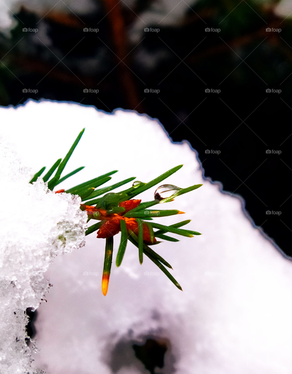 A spruce branch in the snow.  A drop on the needles.  Snow melts
