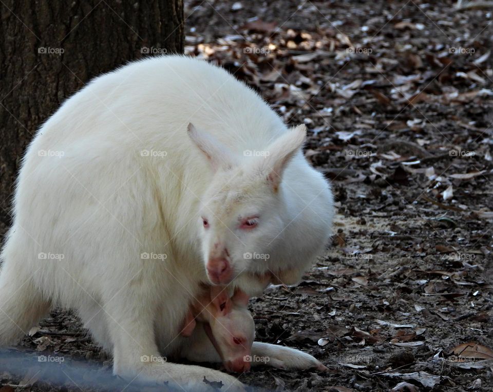 Glimmers: Small Moments of Happiness - A mother cuddles her baby in her pouch as she meanders around the grounds