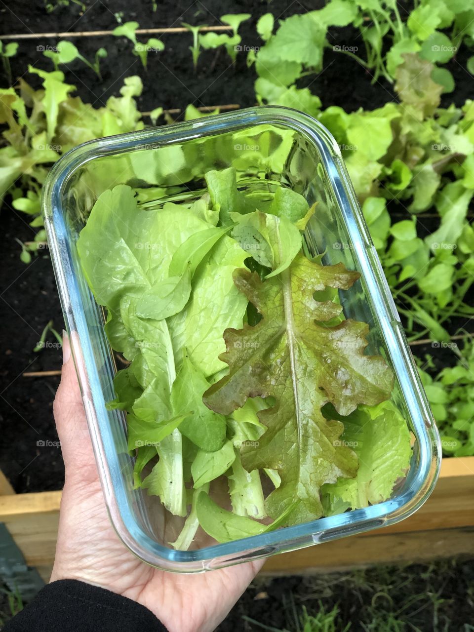 home-grown salad