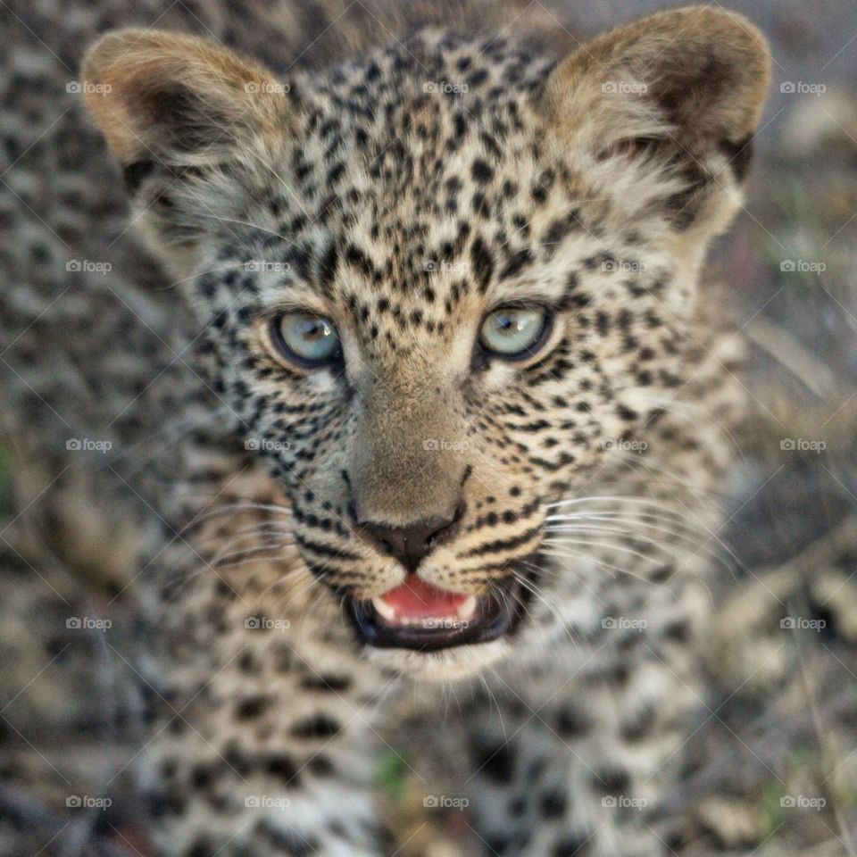 Four-month-old leopard cub at Sabi Sands, South Africa