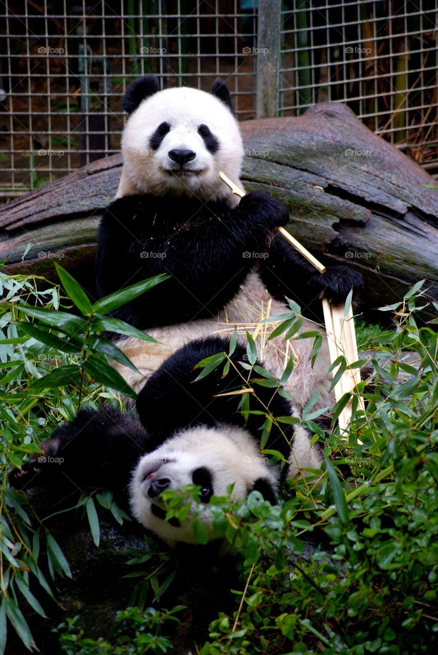 Playful pandas