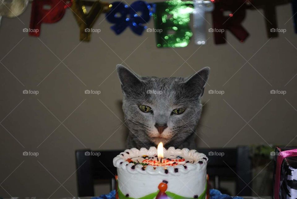 cat and cake. Russian blue cat birthday cake  make a wish