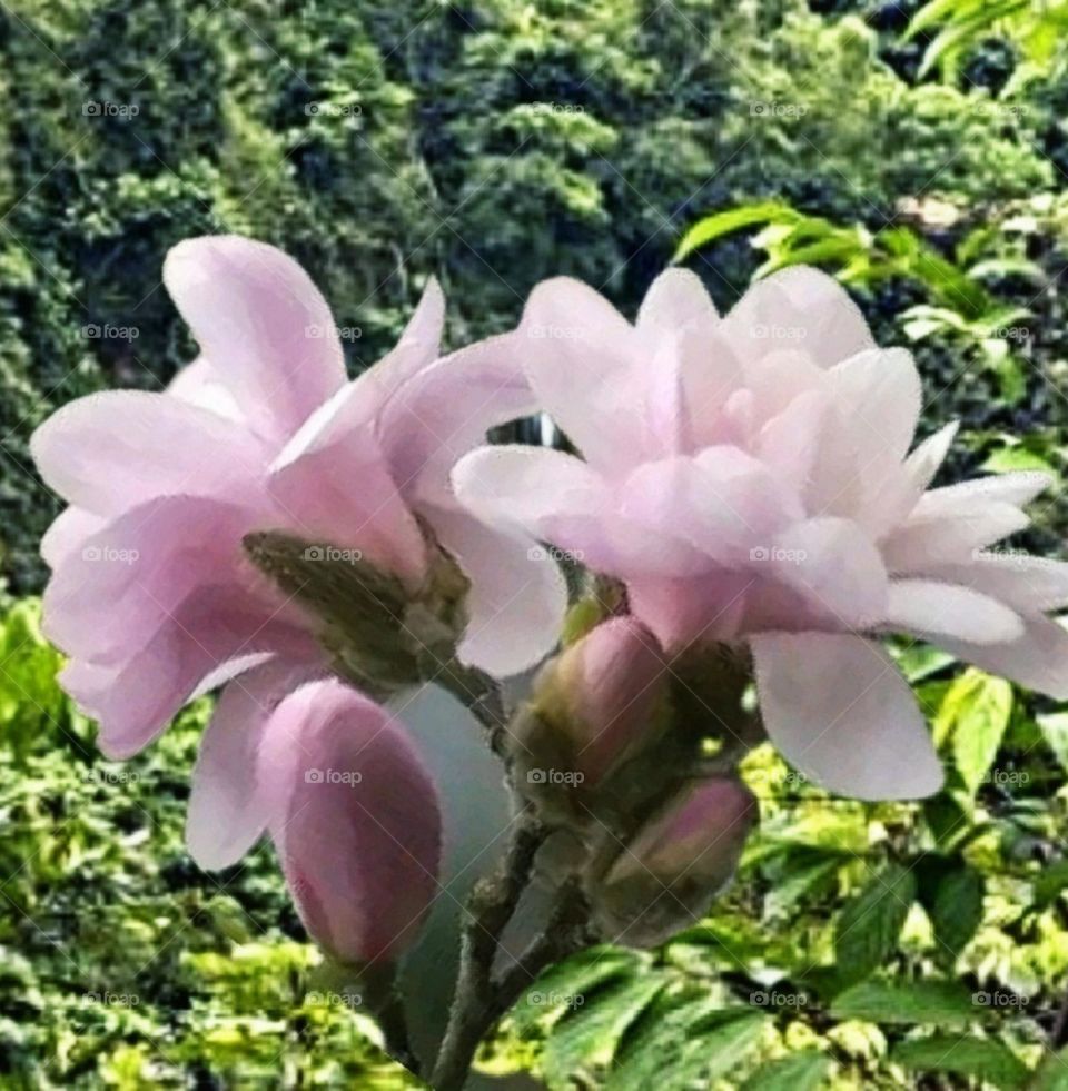 most beautiful and attractive flowers in the garden.