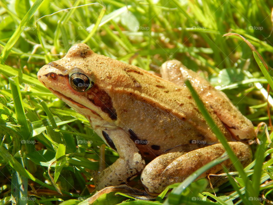Yellow frog and sunny day