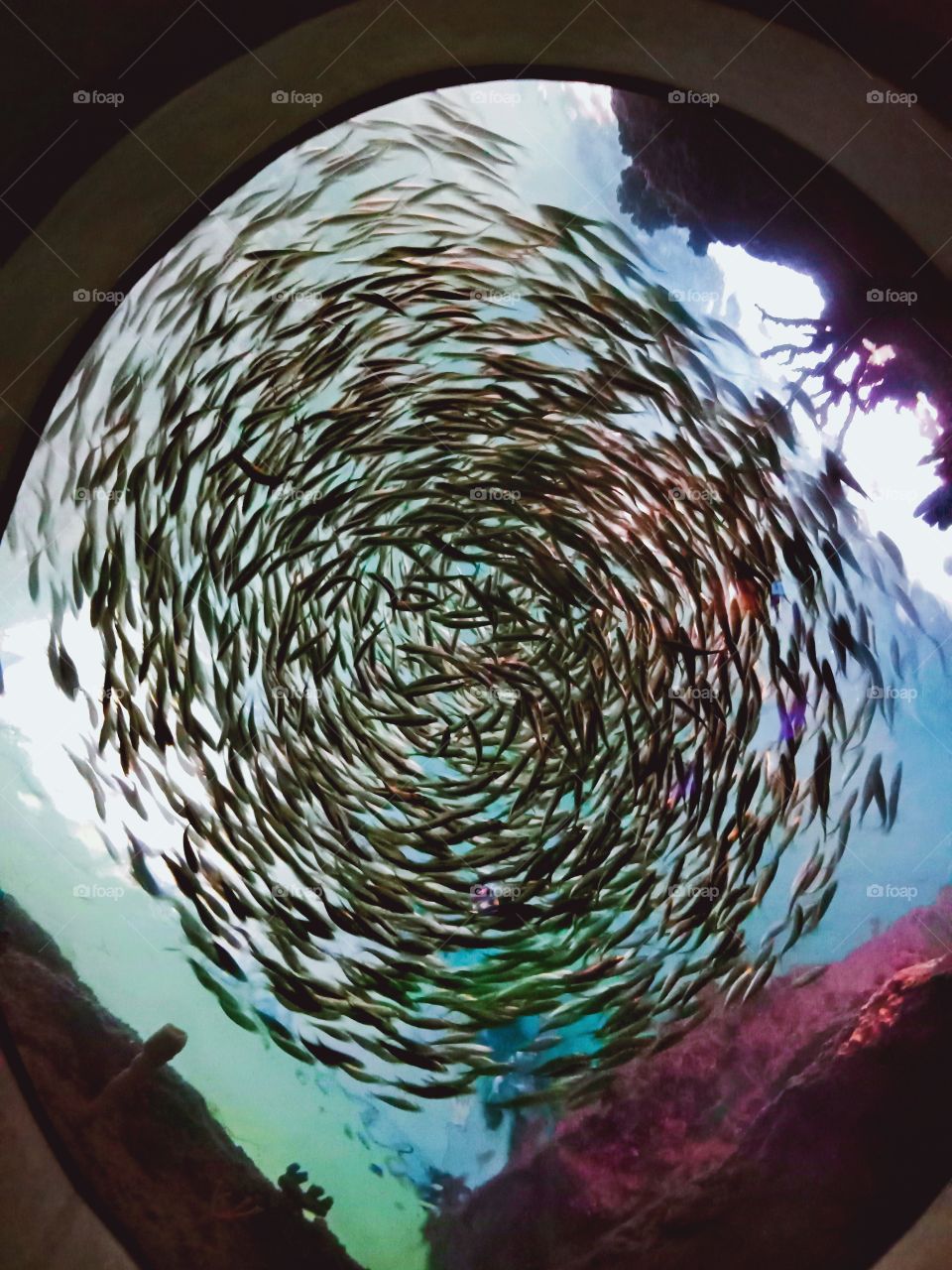 school of fish at Shedd Aquarium Chicago