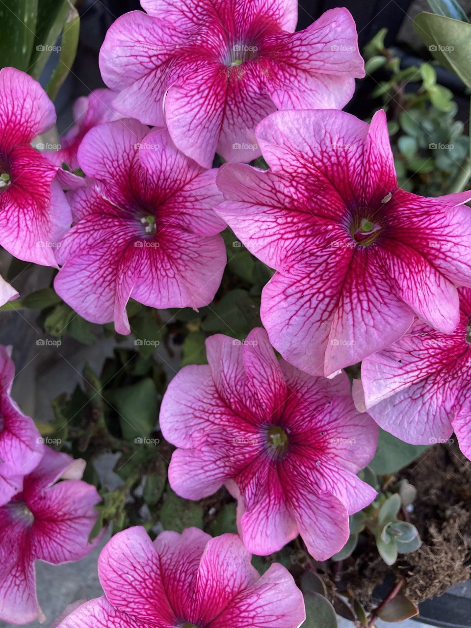 Petunias blooming in fall