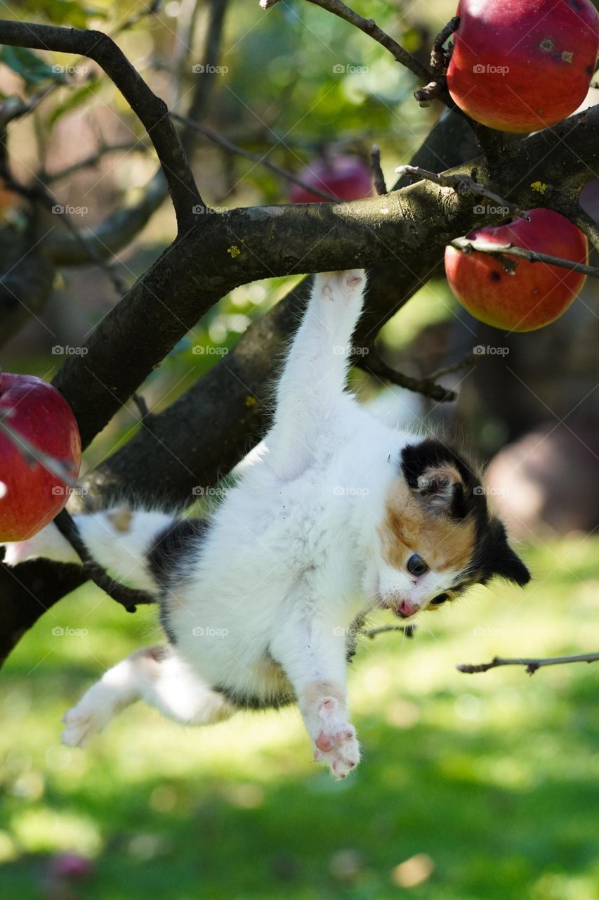 Kitten Climbing a Tree