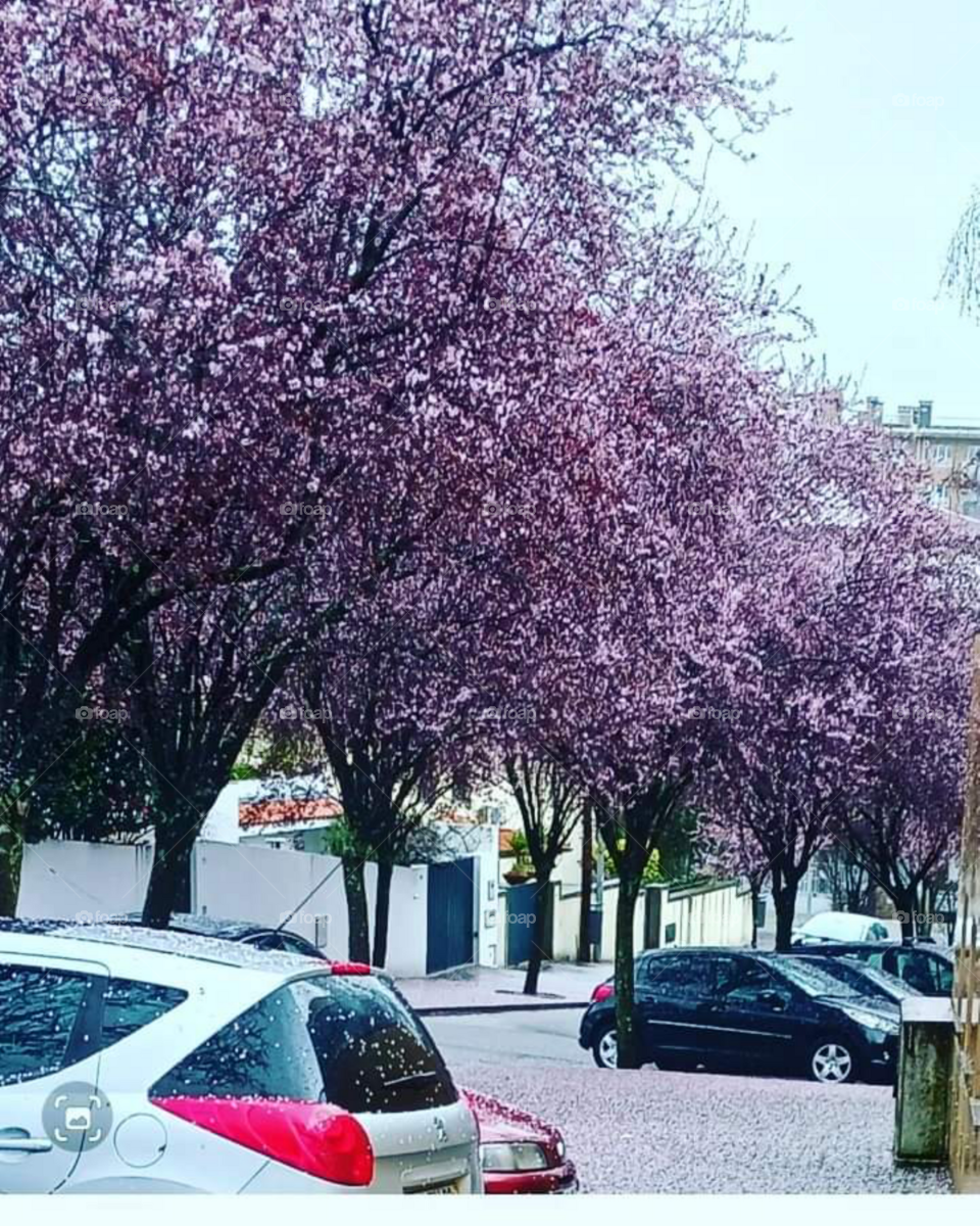 Inverno chuvoso e ventoso, mas com um tapete cheio de cores.