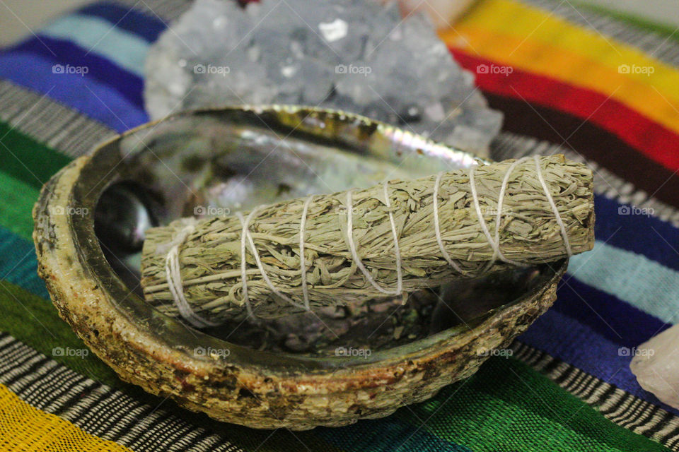 Blue Sage sitting in an Abalone Shell
