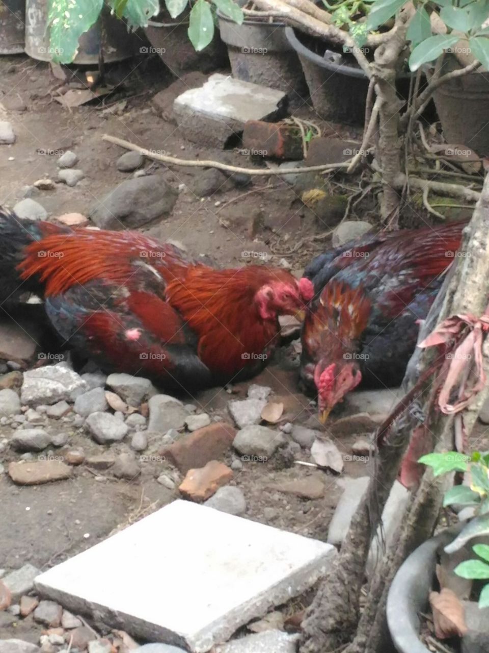 2 ayam