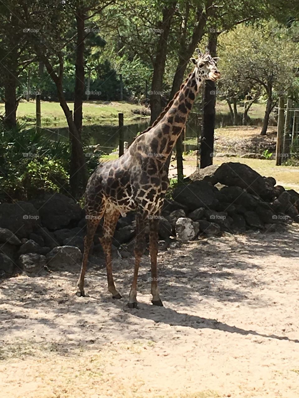 Male giraffe 