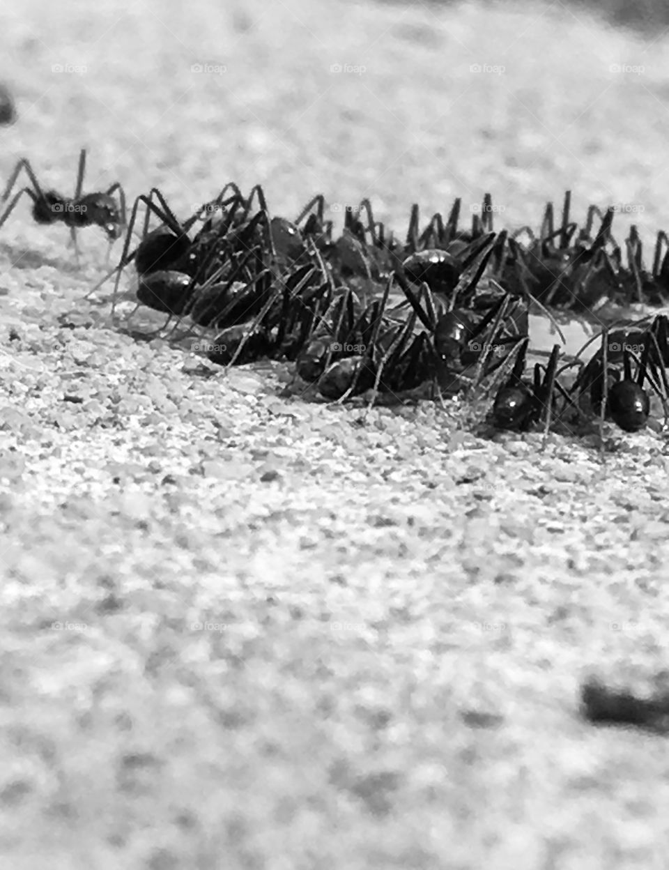 Worker ants congregating black and white image
