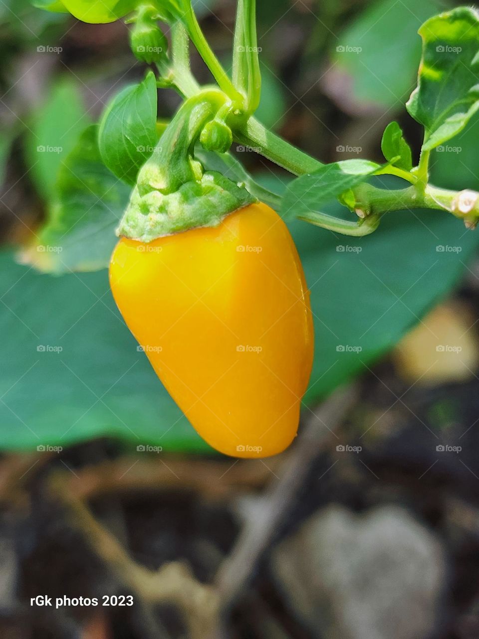 yellow Jamaican pepper