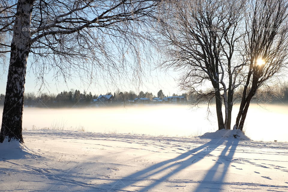 Winter, Snow, Cold, Tree, Frost