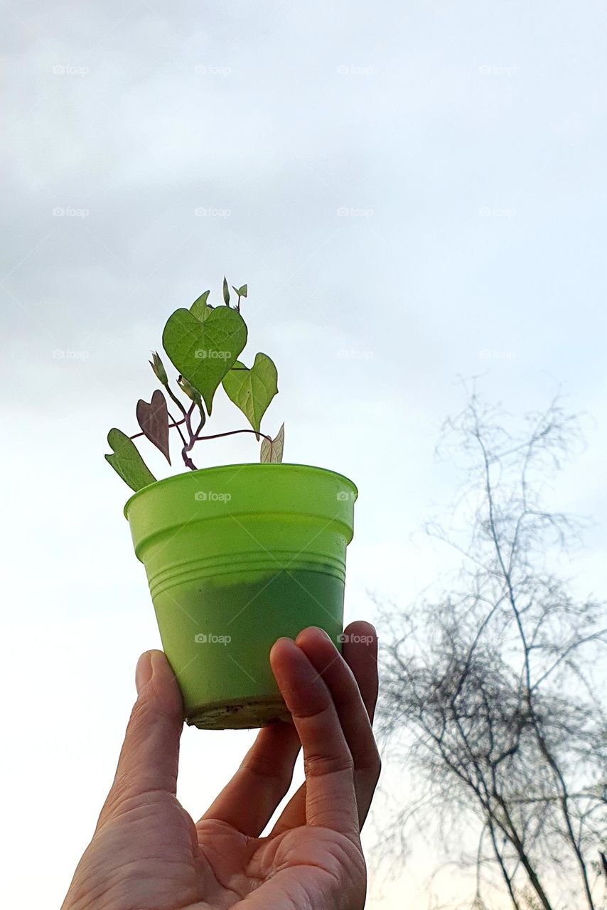 Growing Morning Glory in Pot