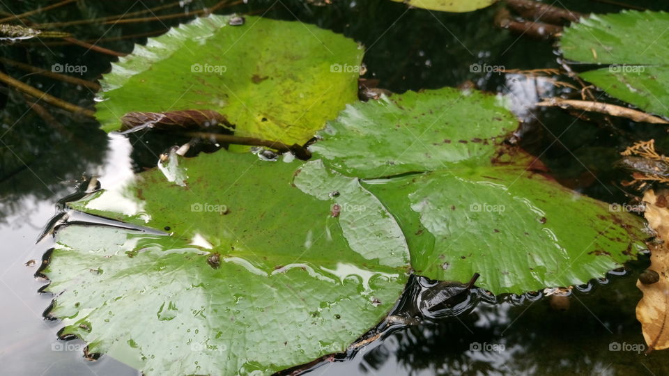 lotus leafs in pool beautyfull captured
