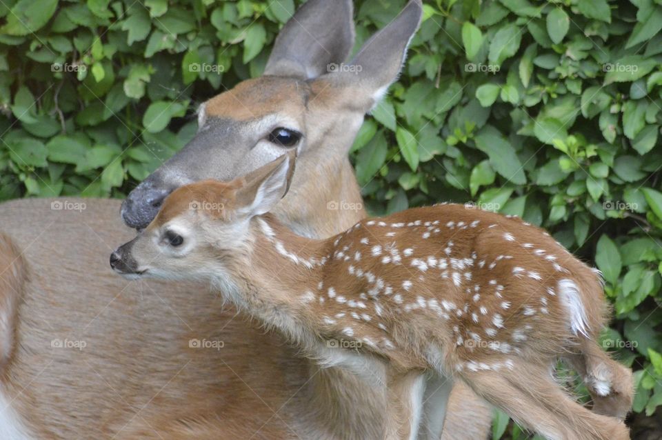 Doe and Fawn