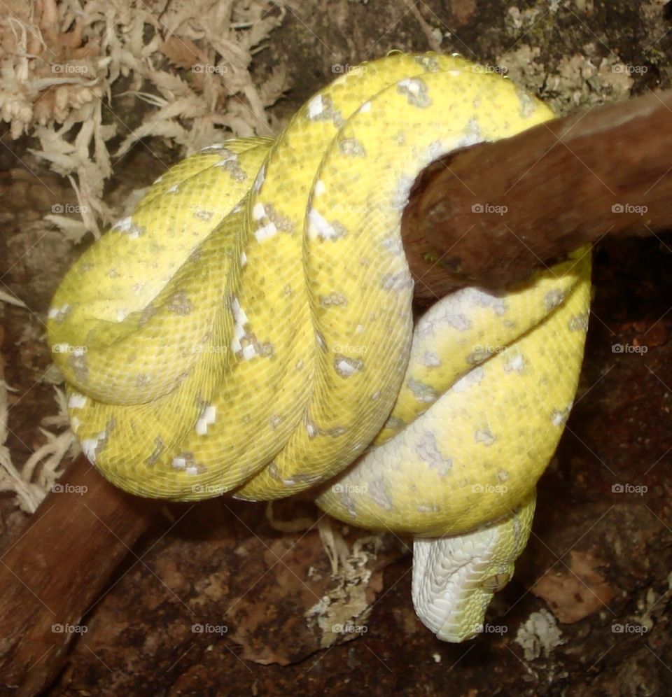 Yellow Burmese Python 