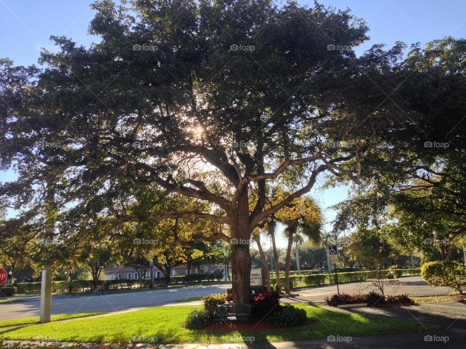 Tree bench