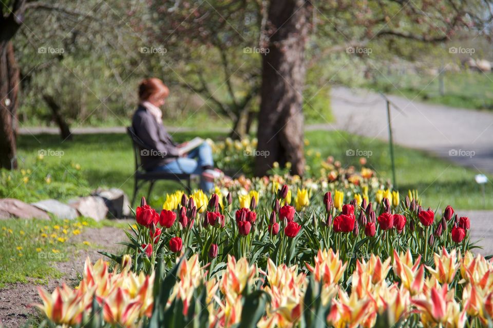 Tulips . Tulips 