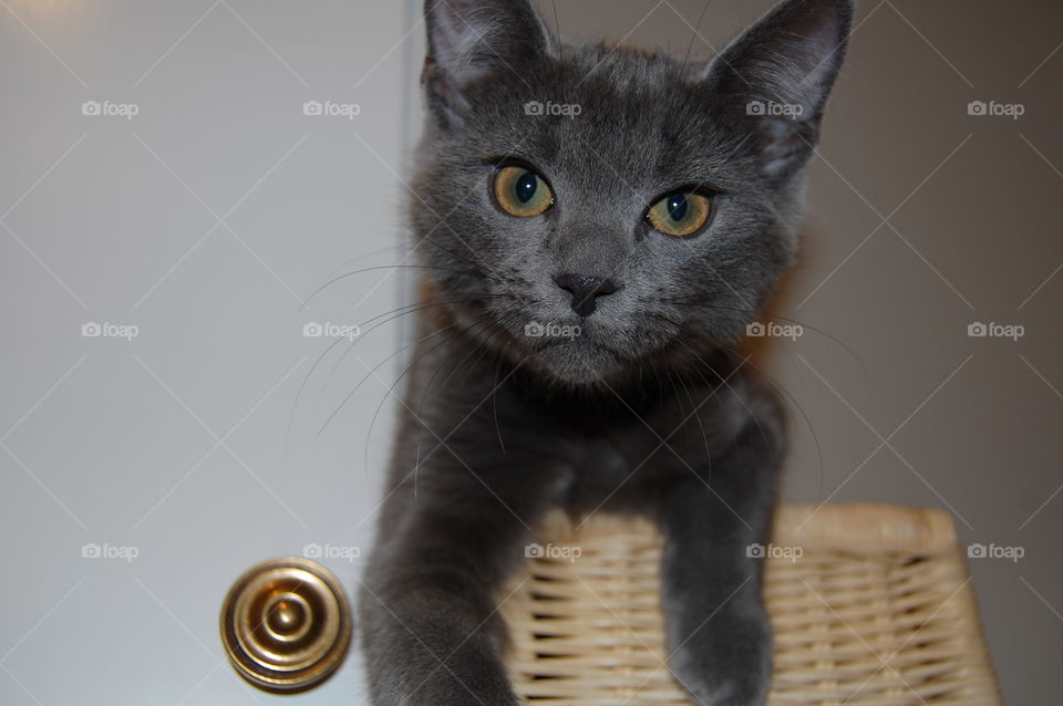 Grey kitten in climbing frame