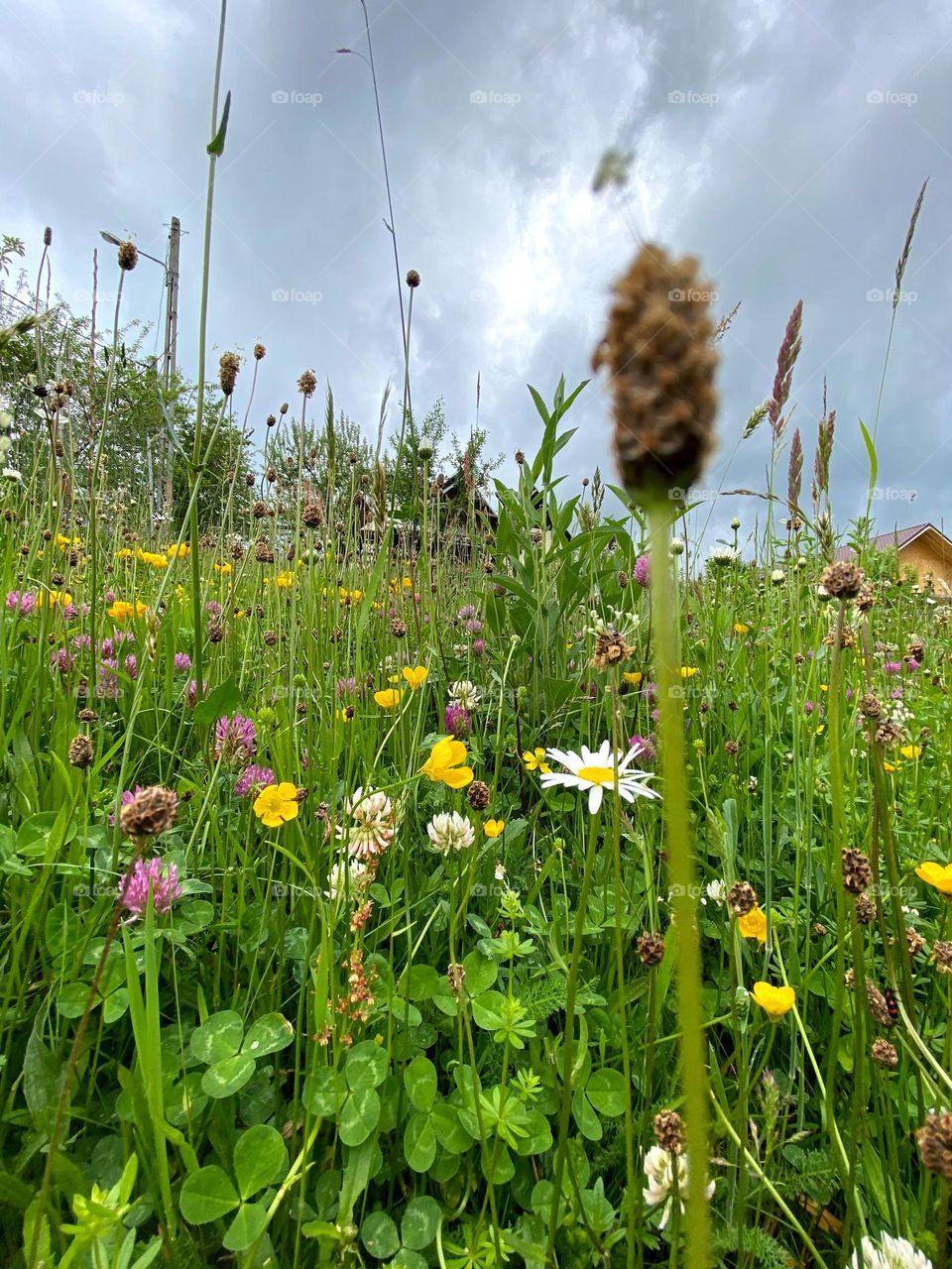 Wildflowers 