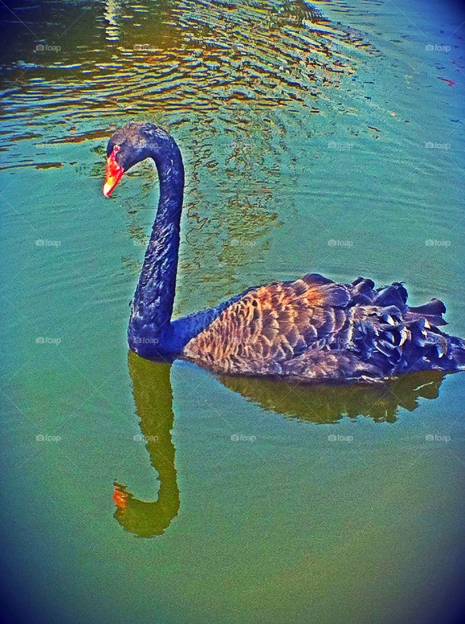 Goose on the water