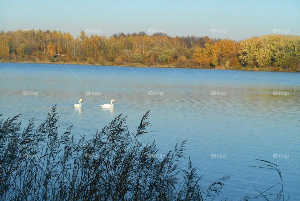 lake swans