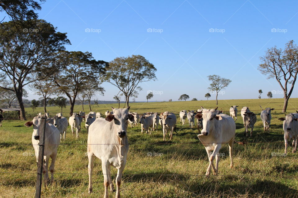 cattle breeding