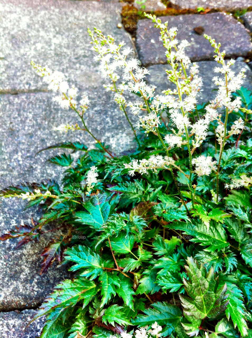 Flowering small astilbe plant in flowerbed in garden.