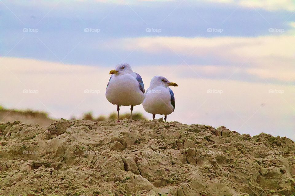 Tauben auf dem Sandberg