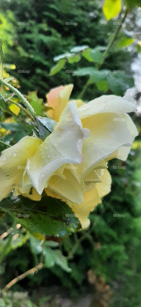 yellow rose with rain drops