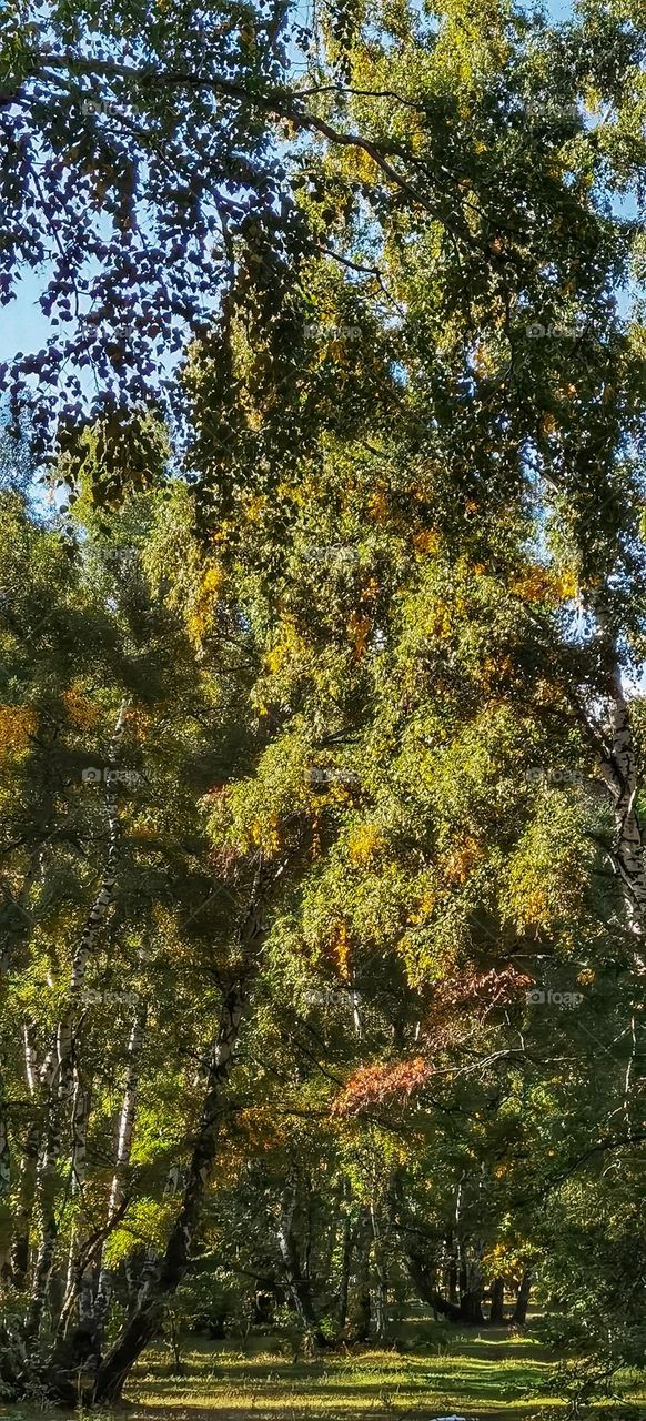 Autumn Birch forest
